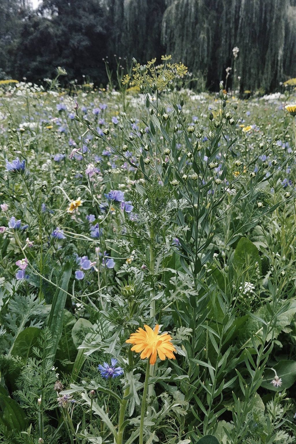 Ewa Boszkowska Lawyerka.pl praktyka wdzięczności