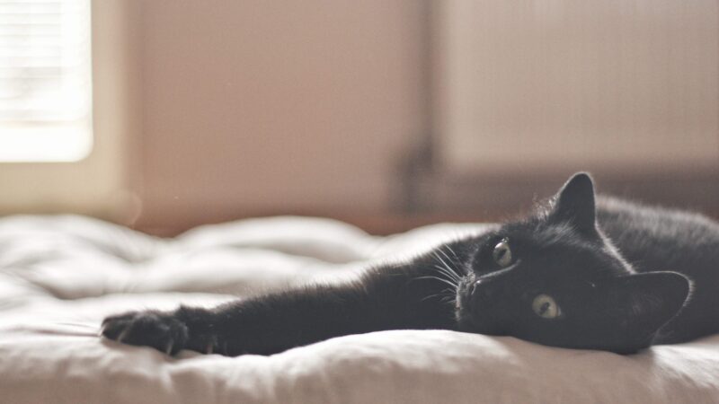 drażnienie zwierząt, płoszenie zwierząt